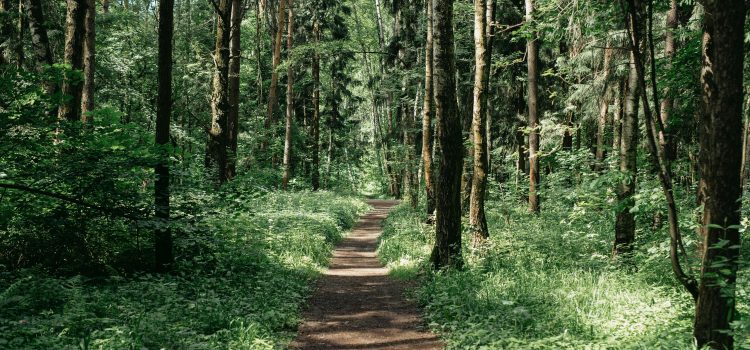 Man and nature – questions 3