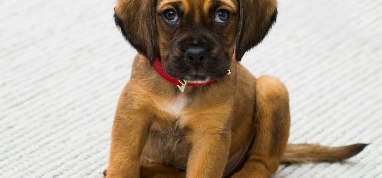 Man and nature – animals